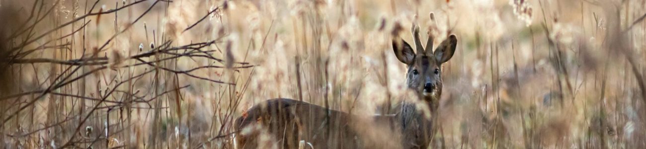 Selling Hunting and Recreational Land